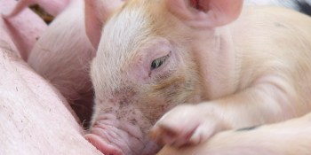 Dying pigs, AI, and the future of sound technology